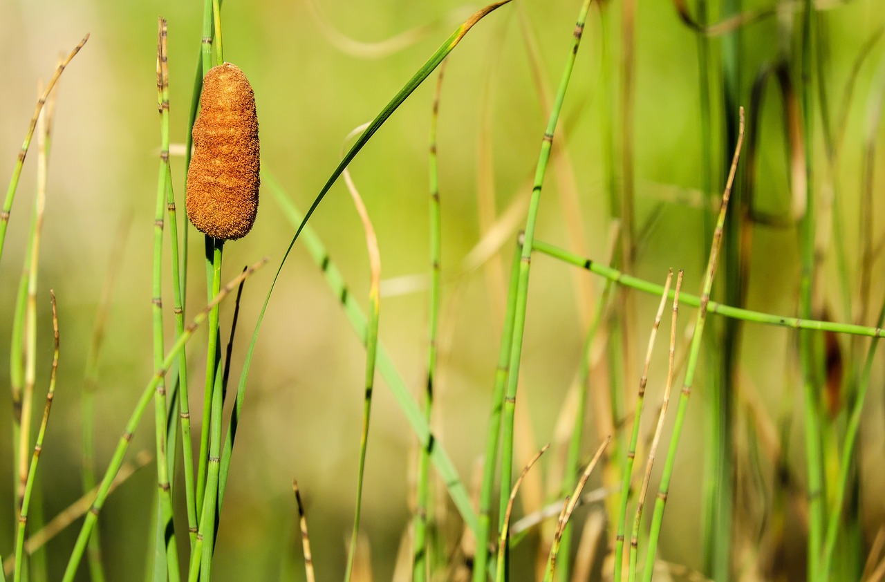 Image - cattail pond plant reed grasses