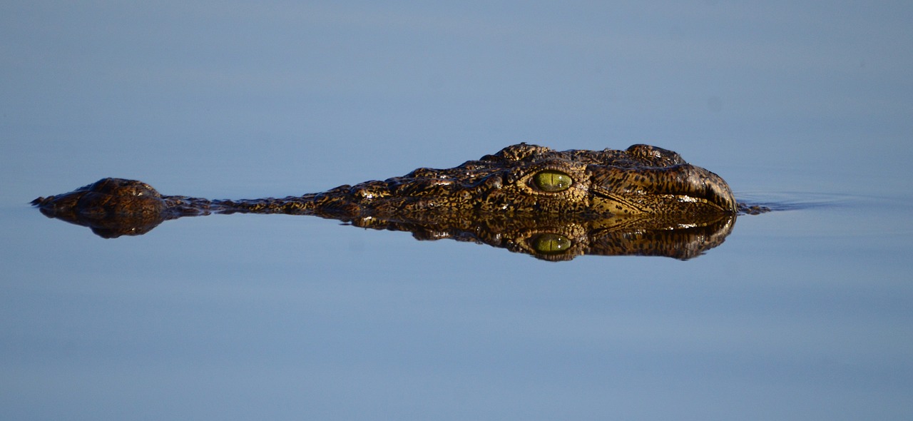 Image - botswana crocodile mirroring