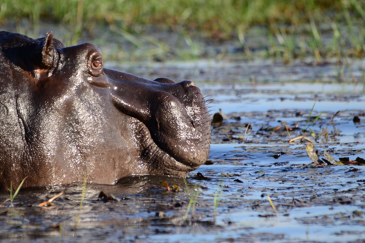 Image - hippopotamus hippo mammal botswana