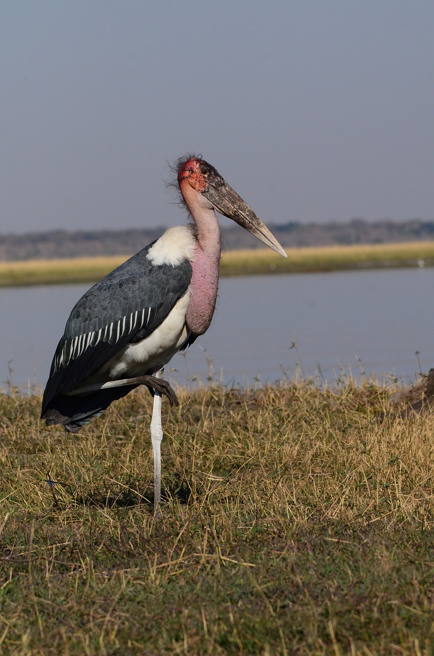 Image - marabu bird botswana chobe