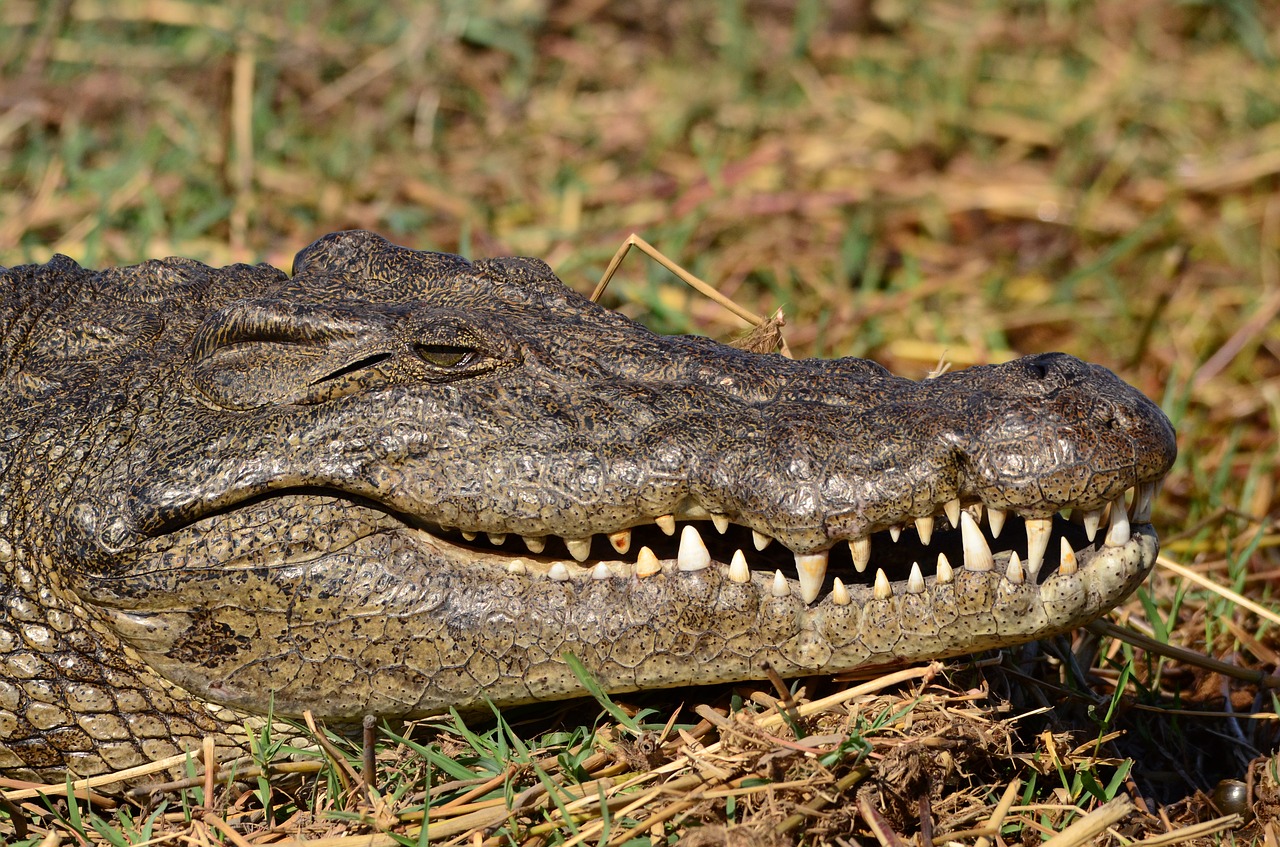 Image - crocodile botswana chobe tooth