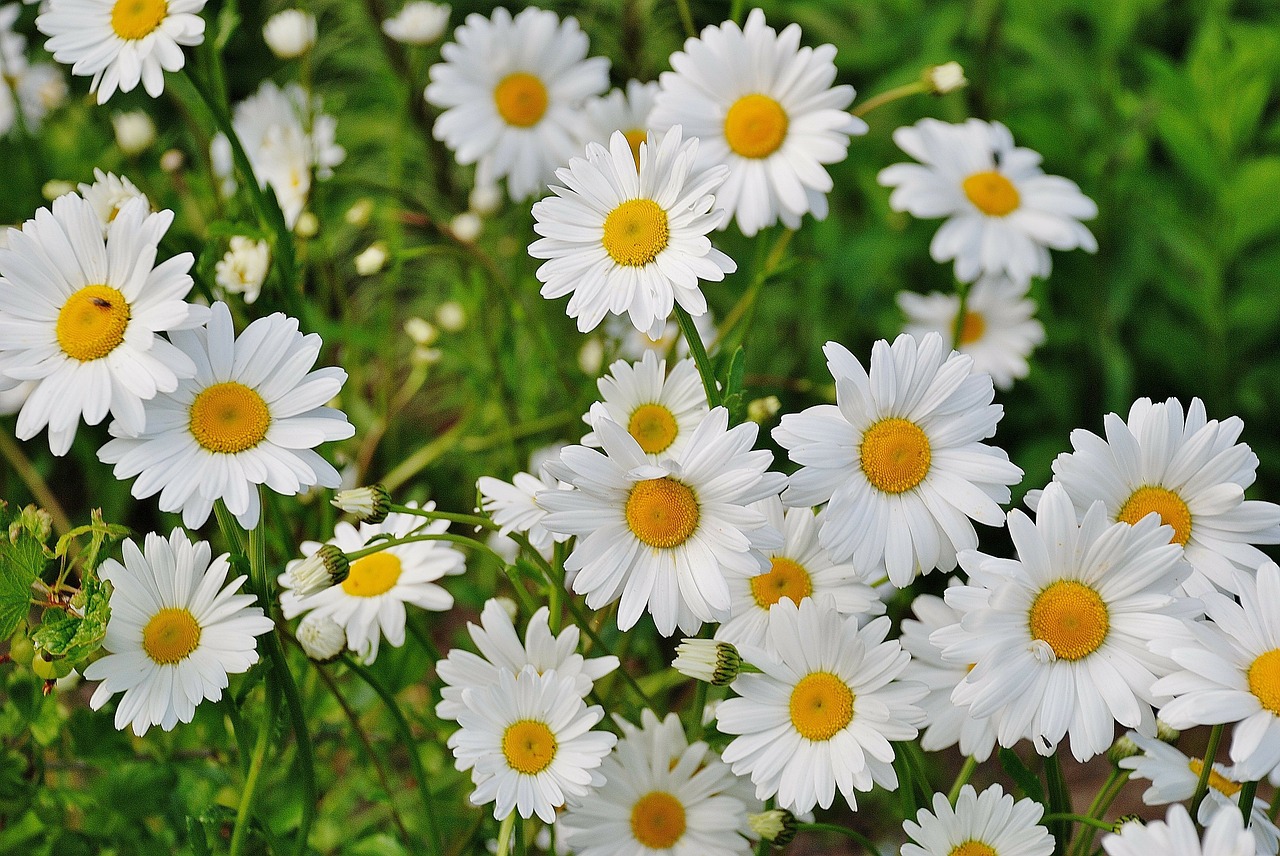 Image - daisy flower spring marguerite