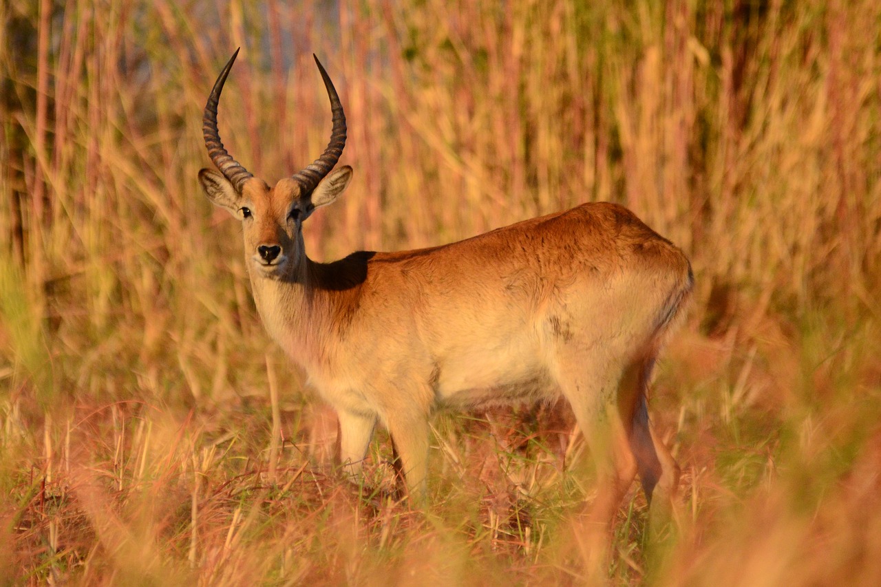 Image - antelope mammal botswana chobe