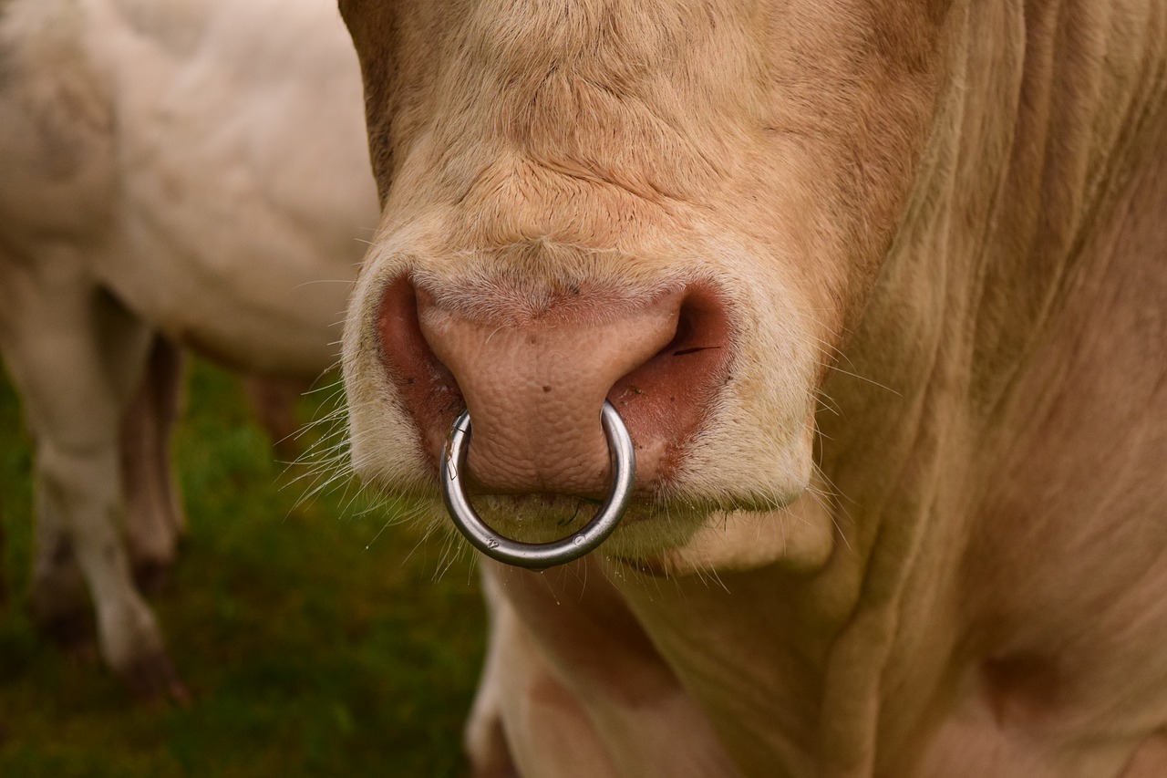 Image - nose ring bull snout cow beef