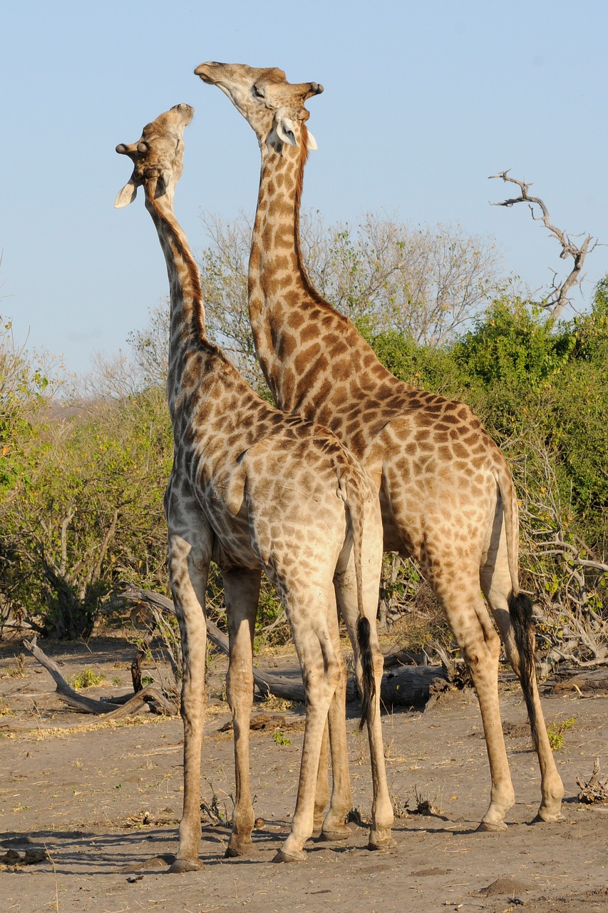 Image - botswana chobe giraffes play