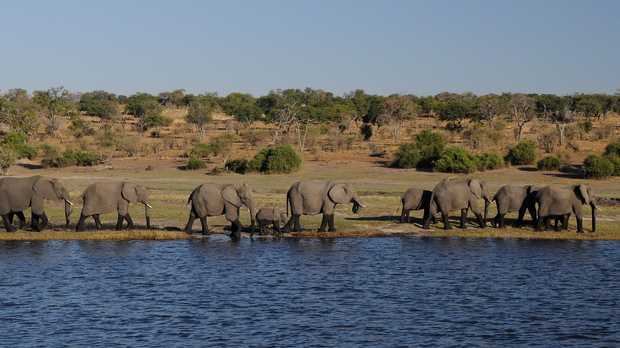 Image - elephant africa river botswana