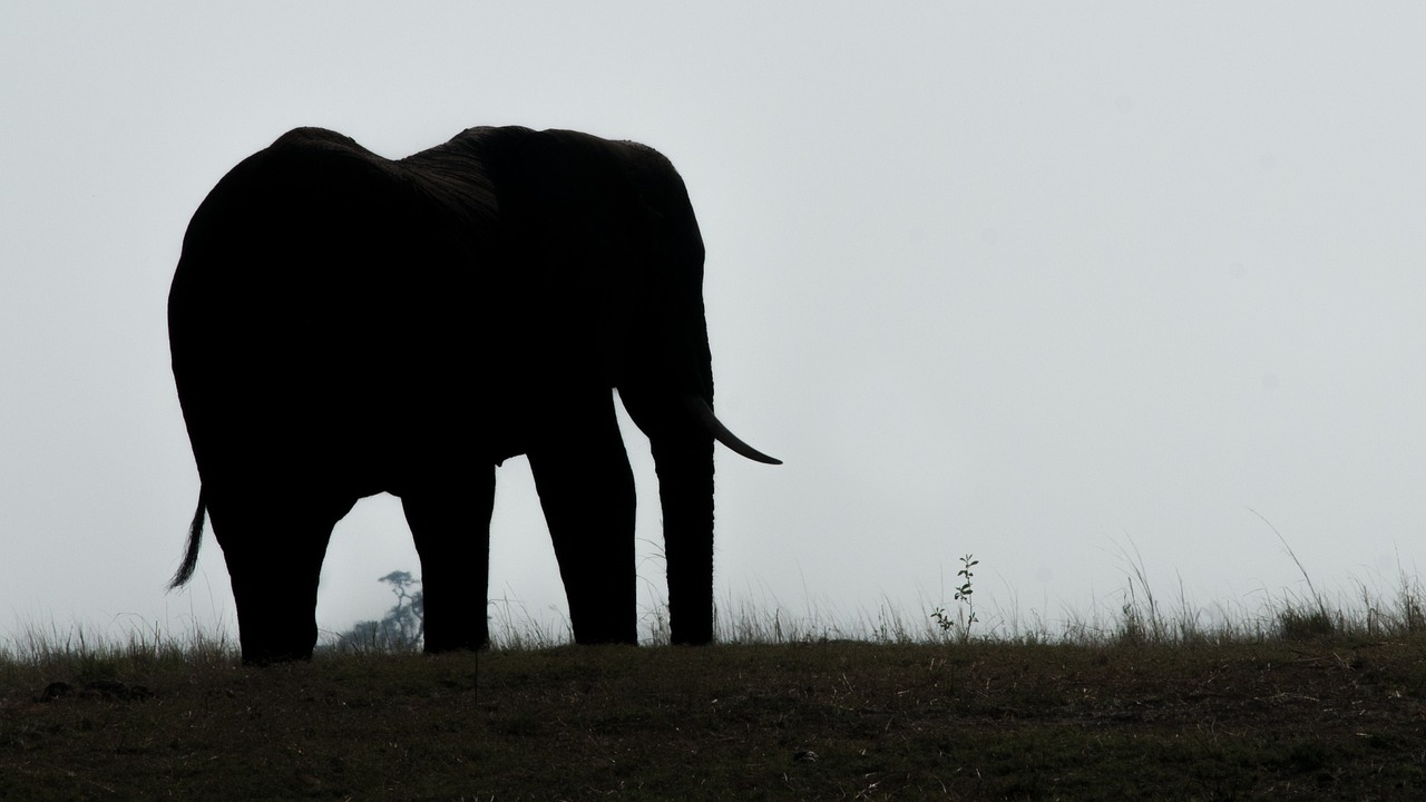 Image - elephant botswana chobe silhouette