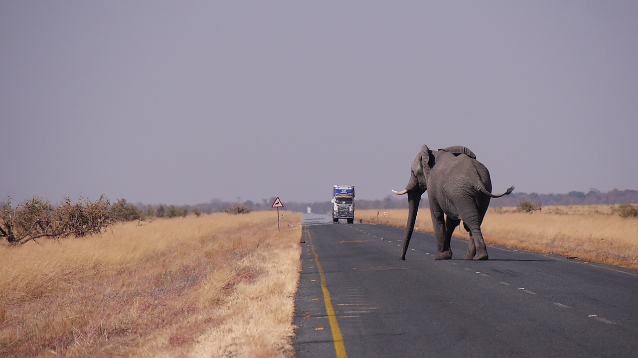 Image - botswana elephant road