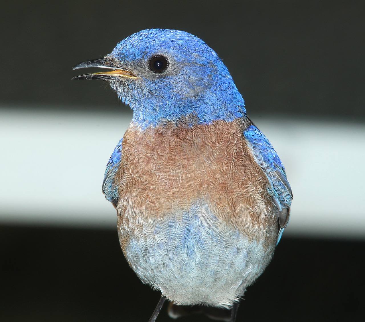 Image - western bluebird bird standing