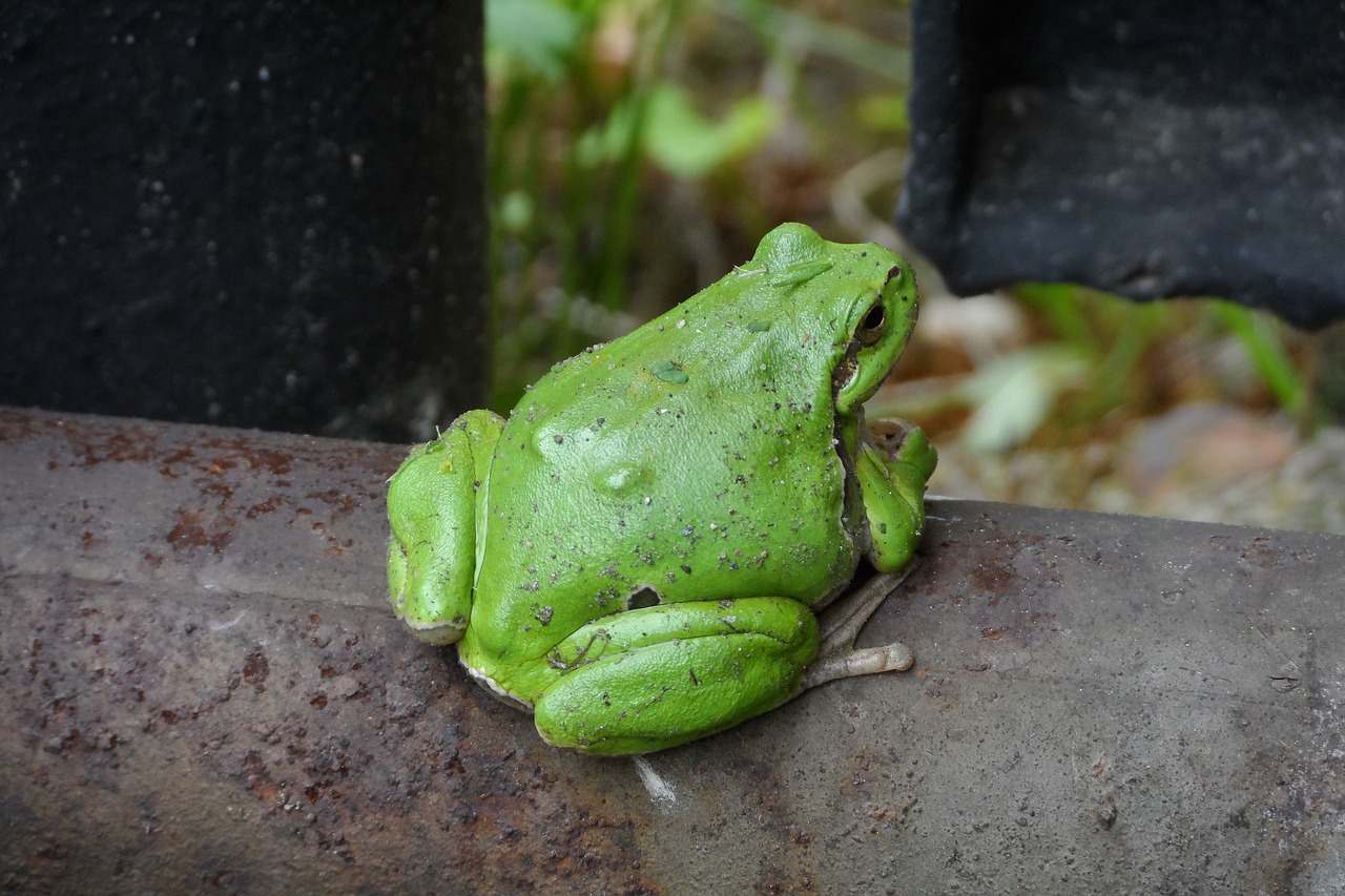 Image - the frog garden nature animals