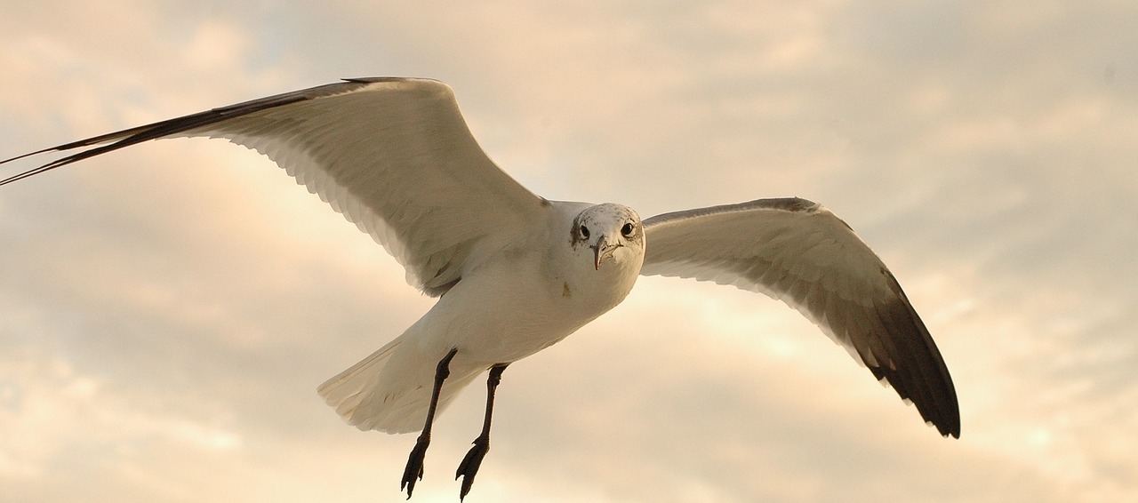 Image - seagull flying in flight bird