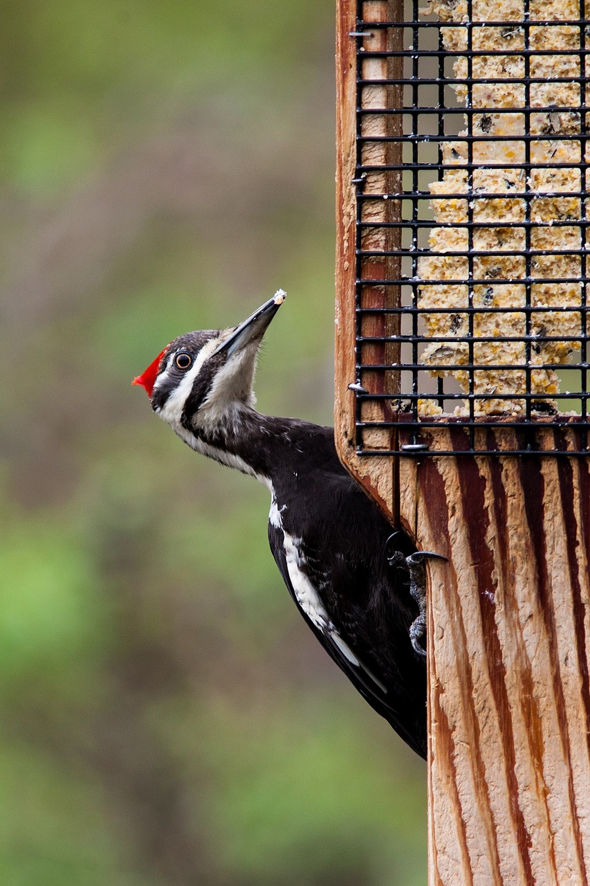 Image - pileated woodpecker bird wildlife