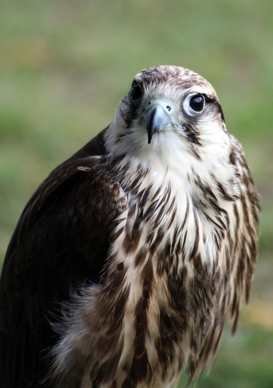 Image - hawk bird raptor wildlife looking