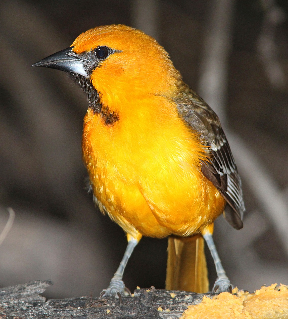 Image - hooded oriole bird perched close up