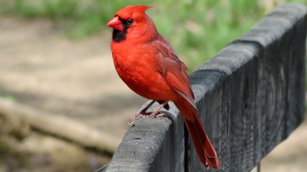 Image - cardinal male redbird wildlife