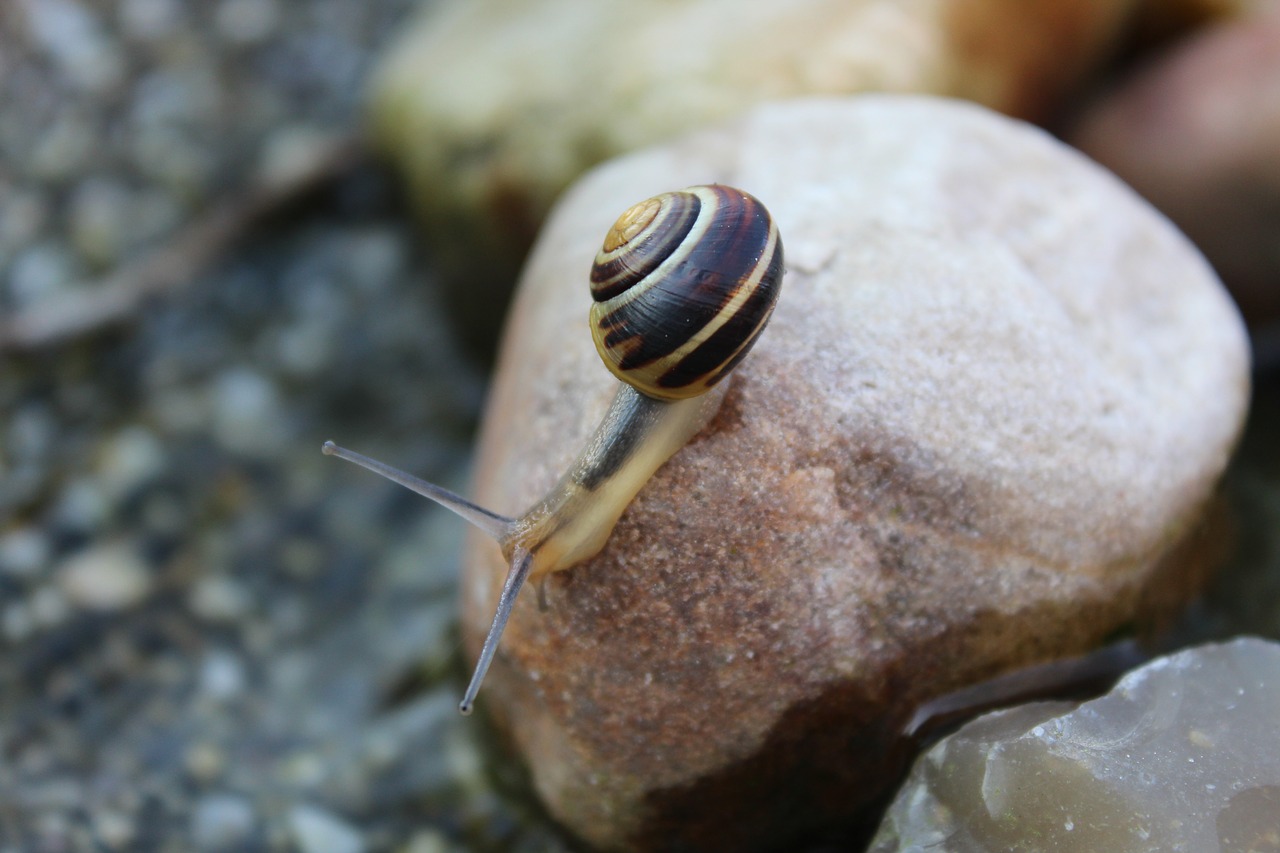 Image - snail animal reptile mollusk shell