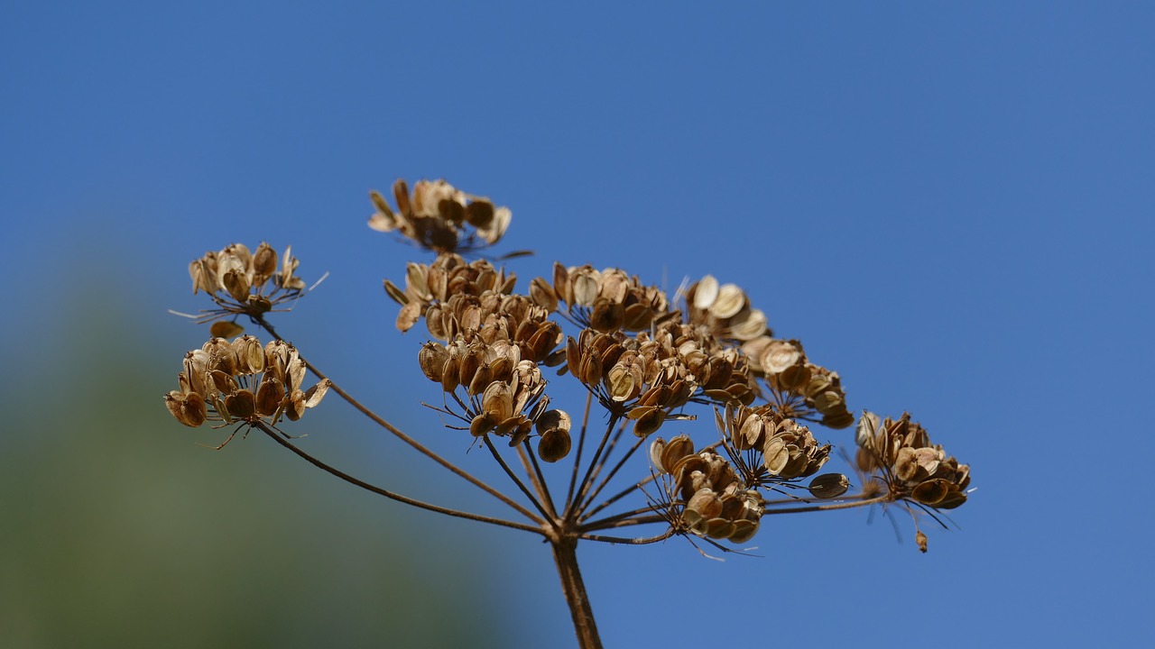 Image - trockenblume late summer sky