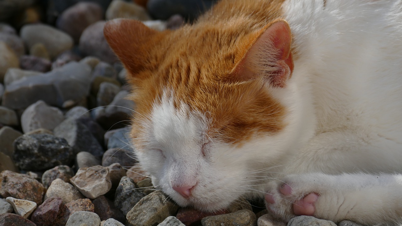 Image - cat sleep red cat pet rest kitten