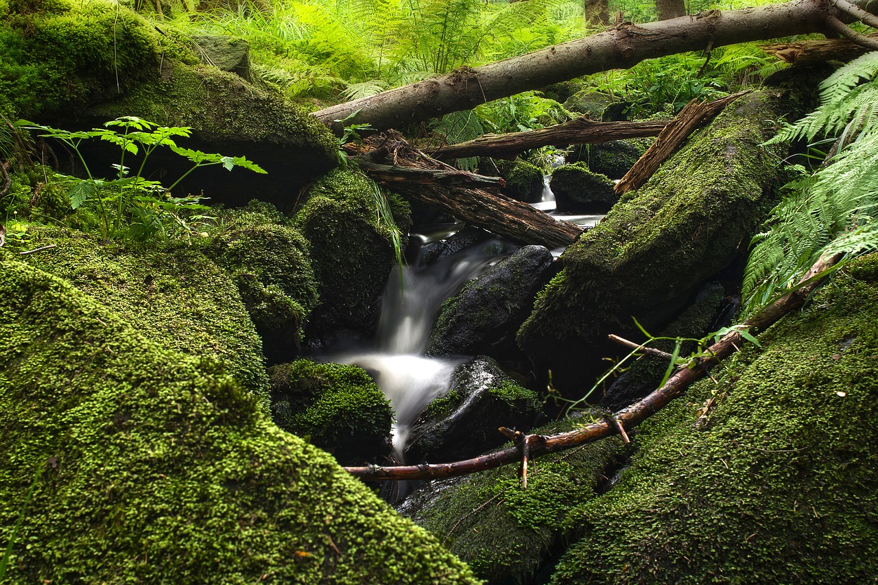 Image - water long exposure forest