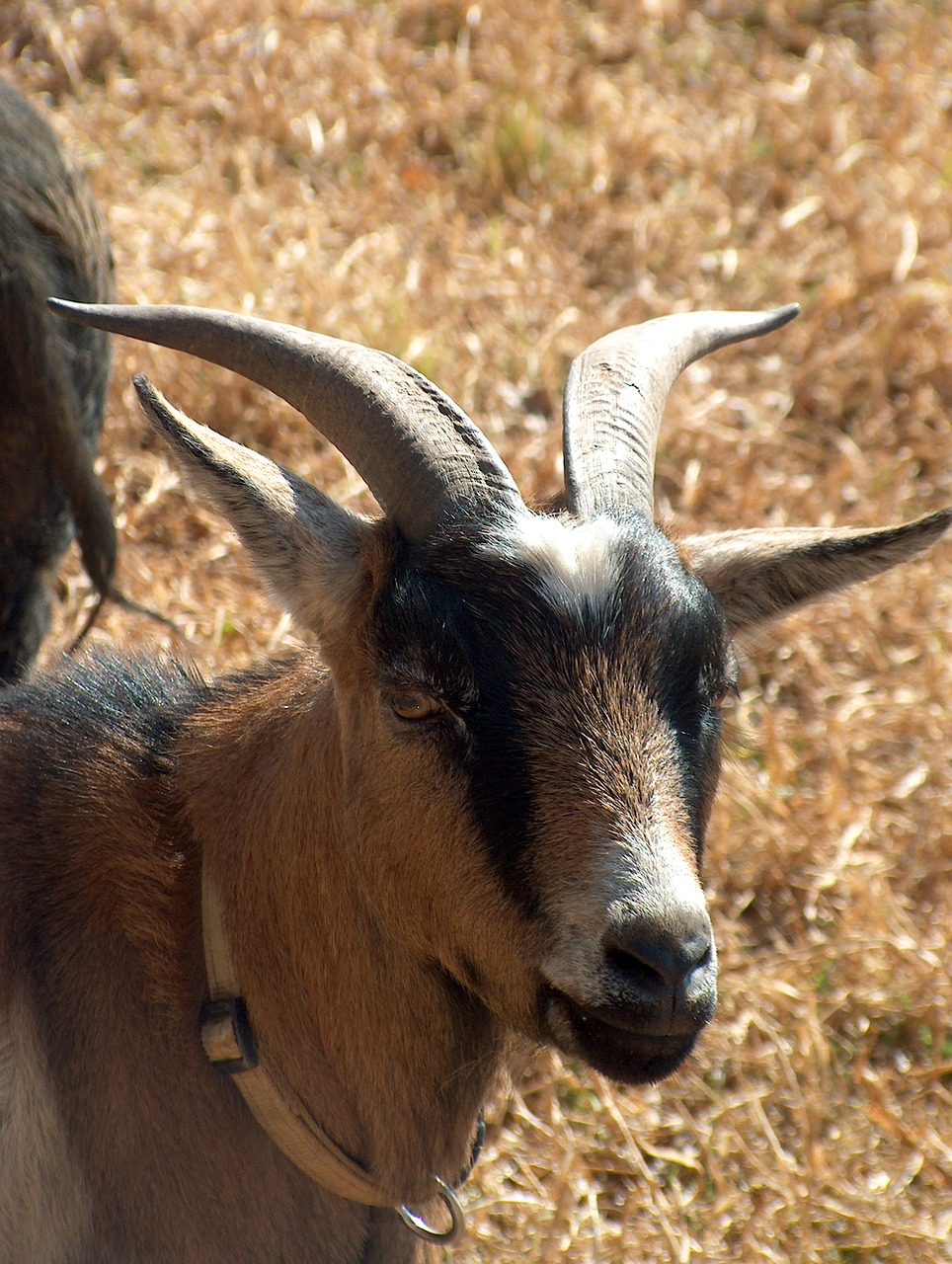 Image - goat farmyard horns eyes animal