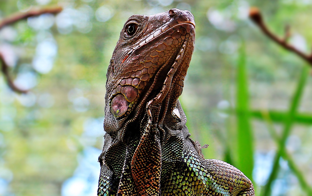 Image - iguana reptile zoo lizard animal