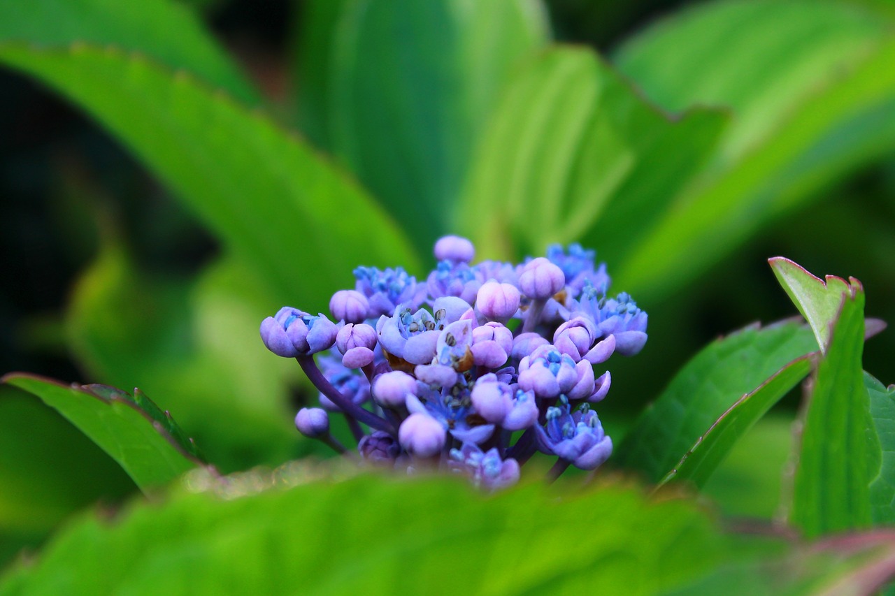 Image - flower plant bush purple blue