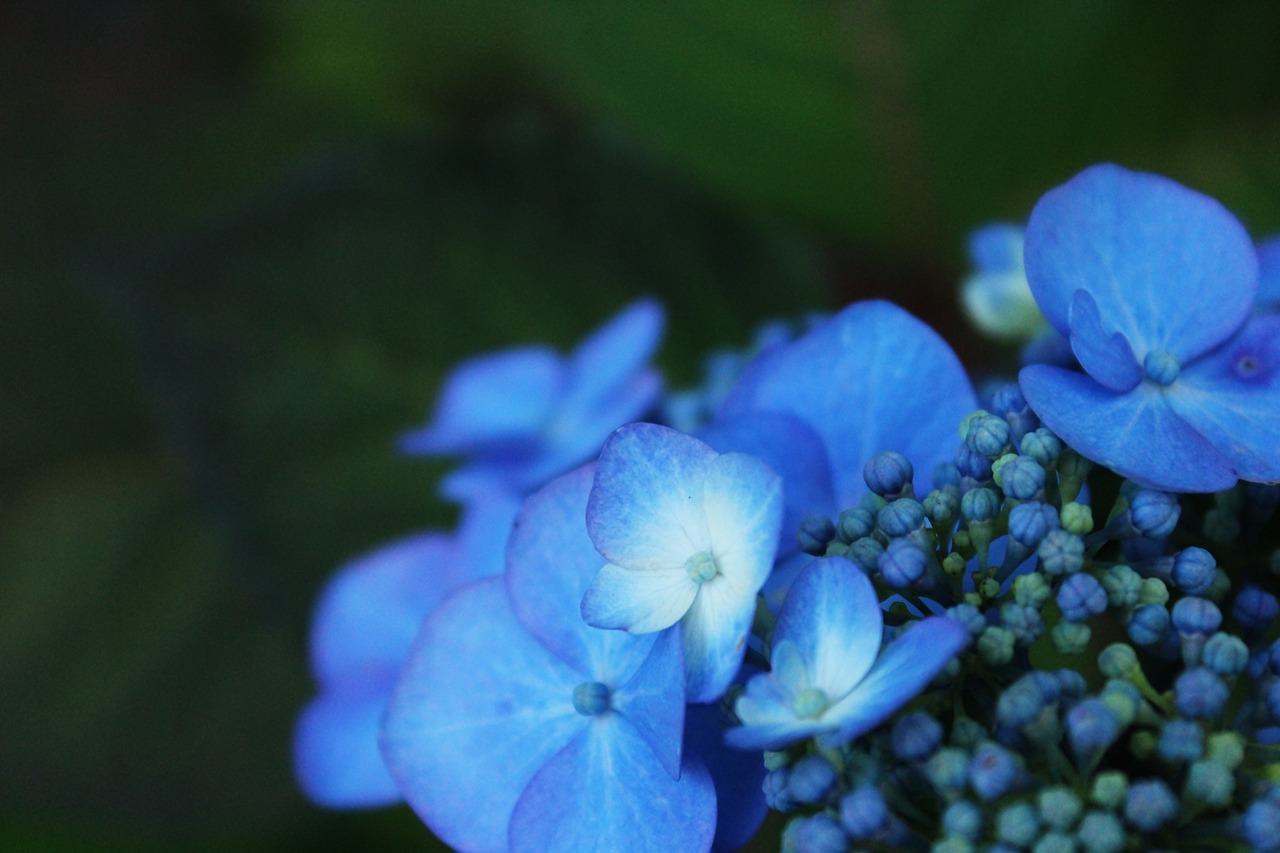 Image - hydrangea flower garden nature