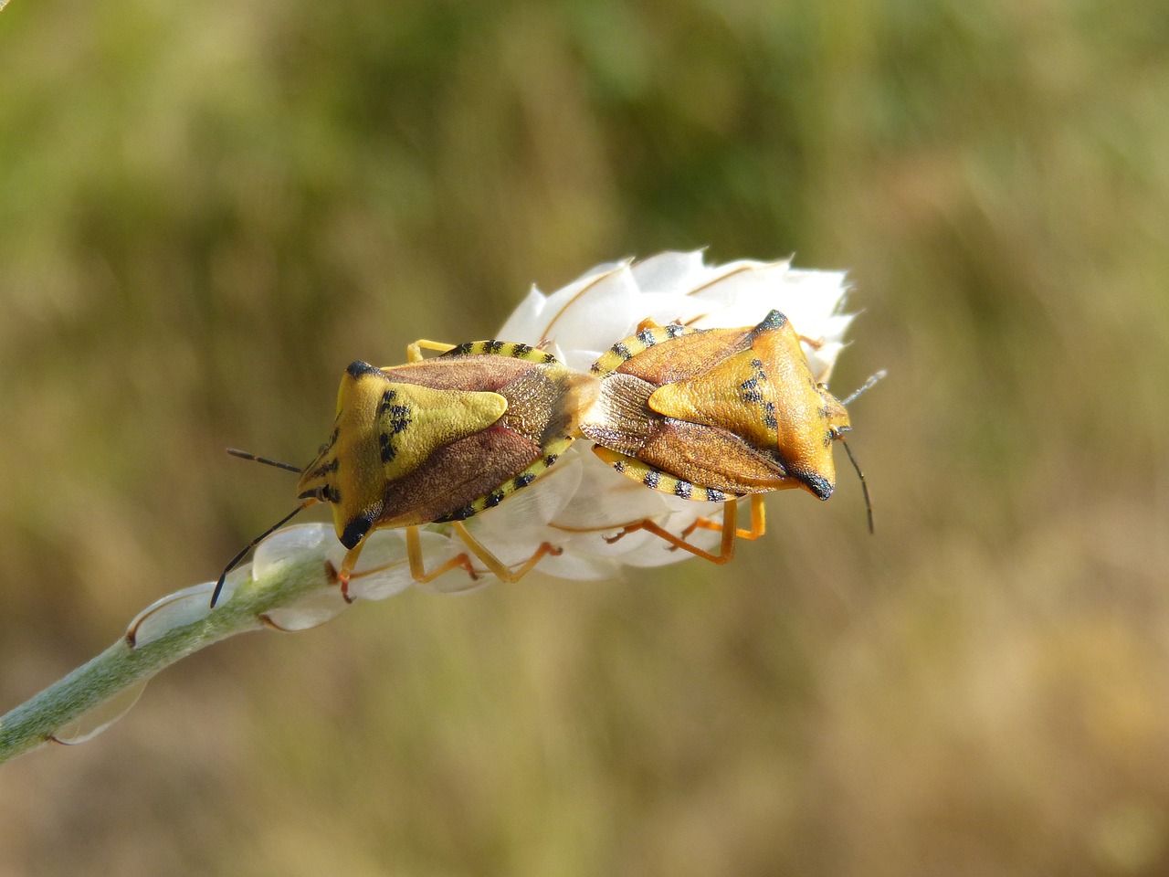 Image - i pentatomid dolycoris baccarum