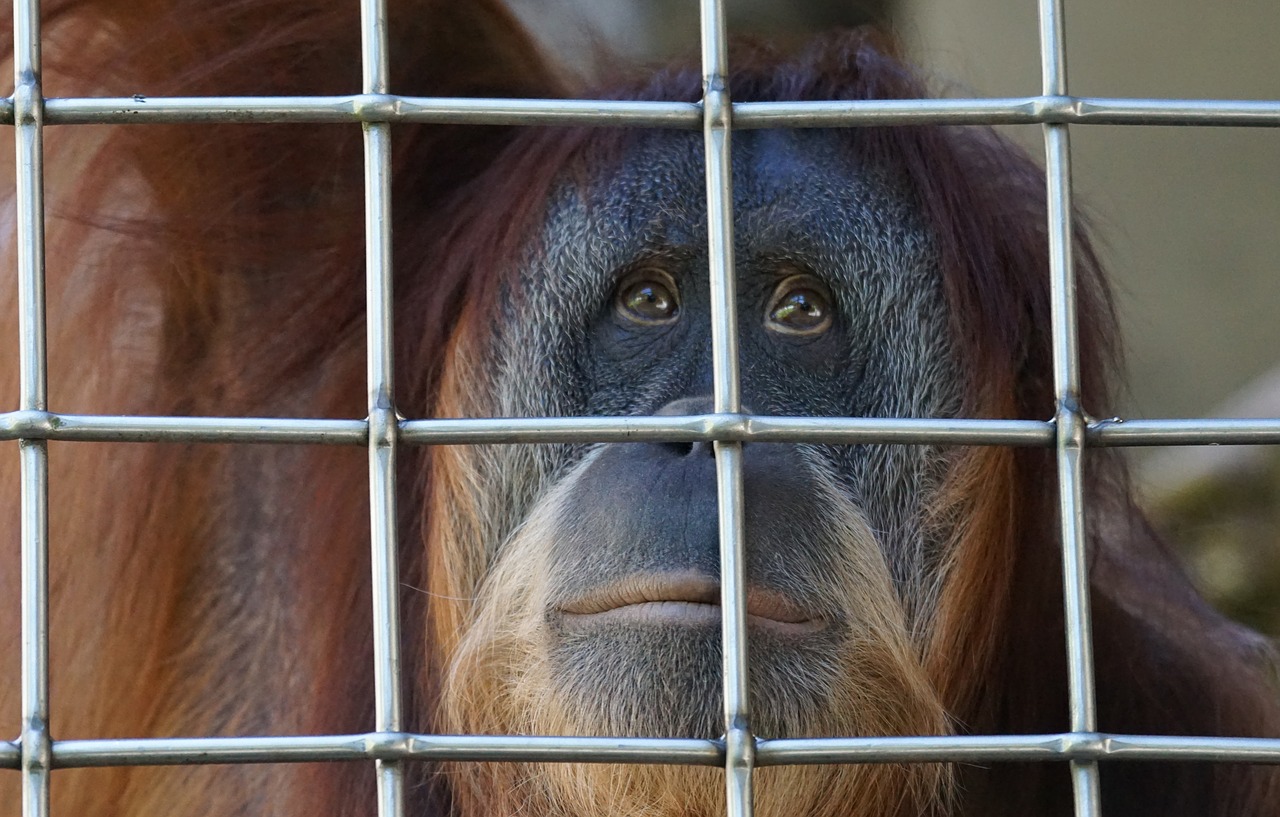 Image - orang utan ape primate