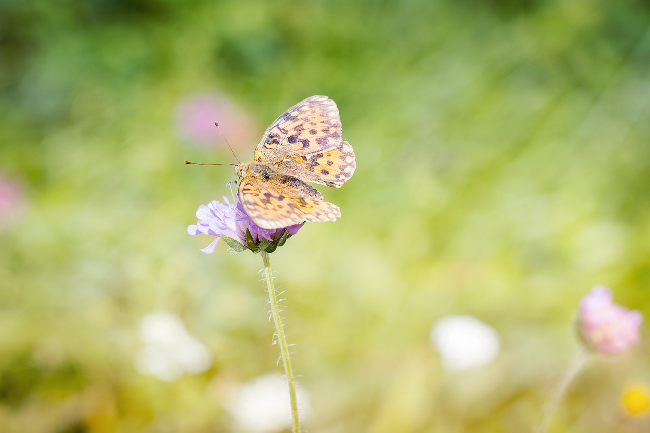 Image - medium sized fritillary