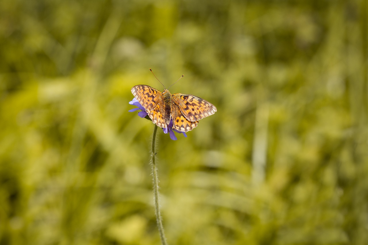 Image - medium sized fritillary