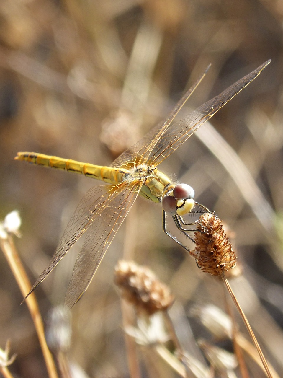 Image - dragonfly yellow dragonfly