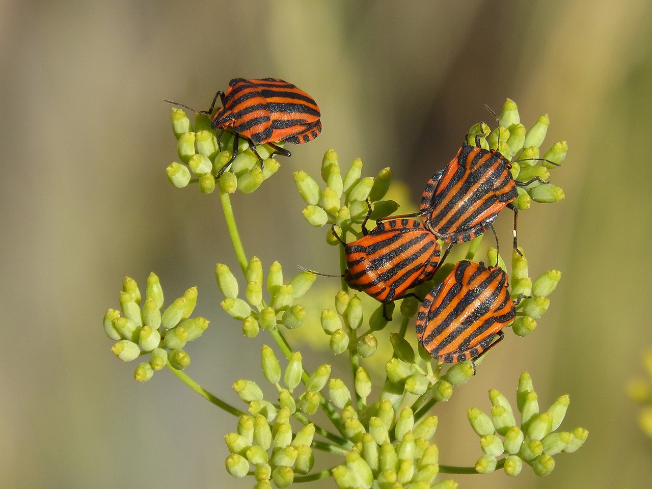 Image - beetles bugs reproduction couple