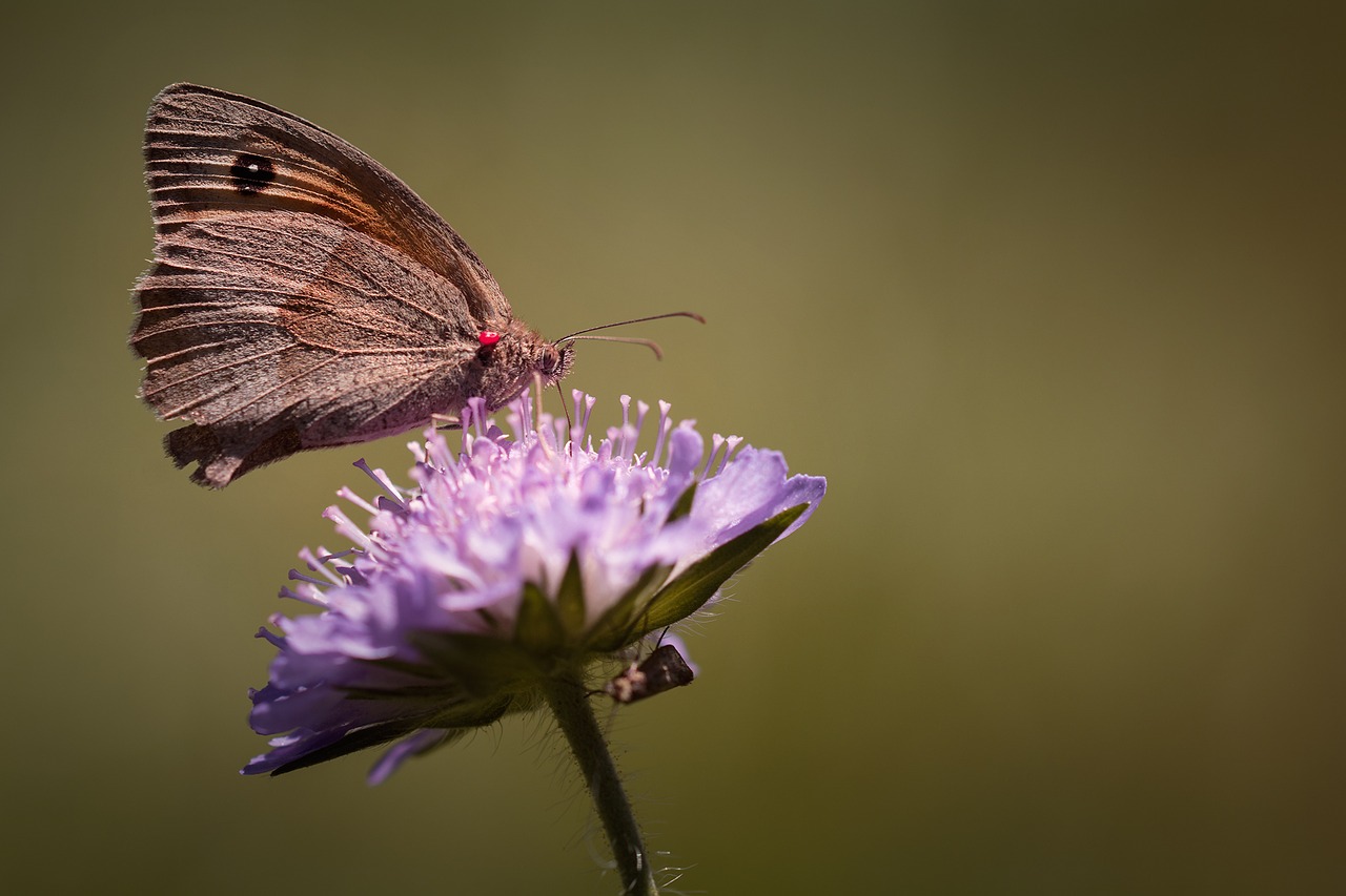 Image - butterfly meadow brown edelfalter