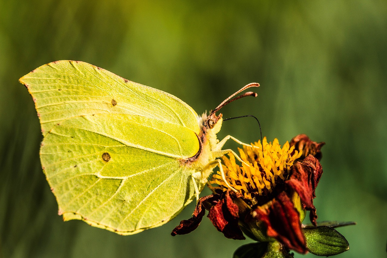 Image - gonepteryx rhamni butterfly