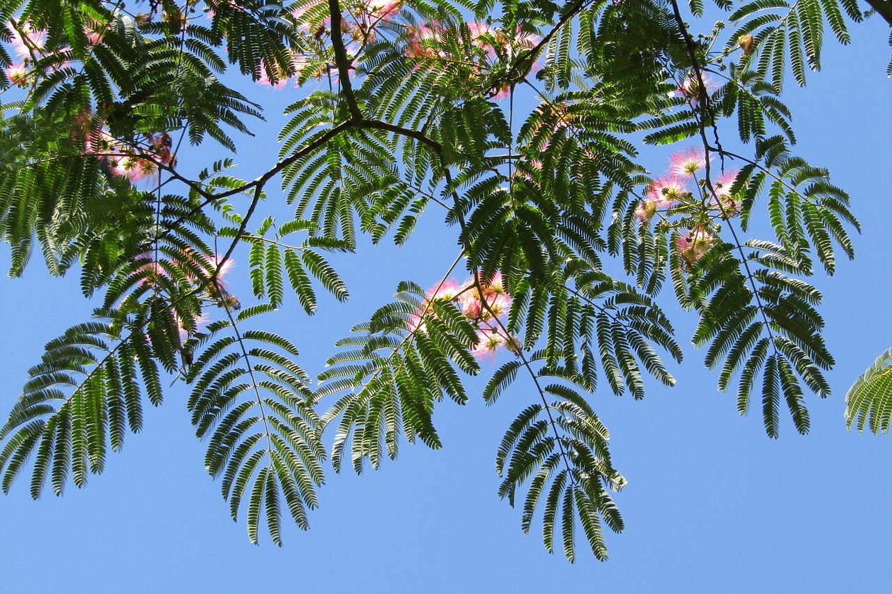 Image - silk tree blue sky wallpaper