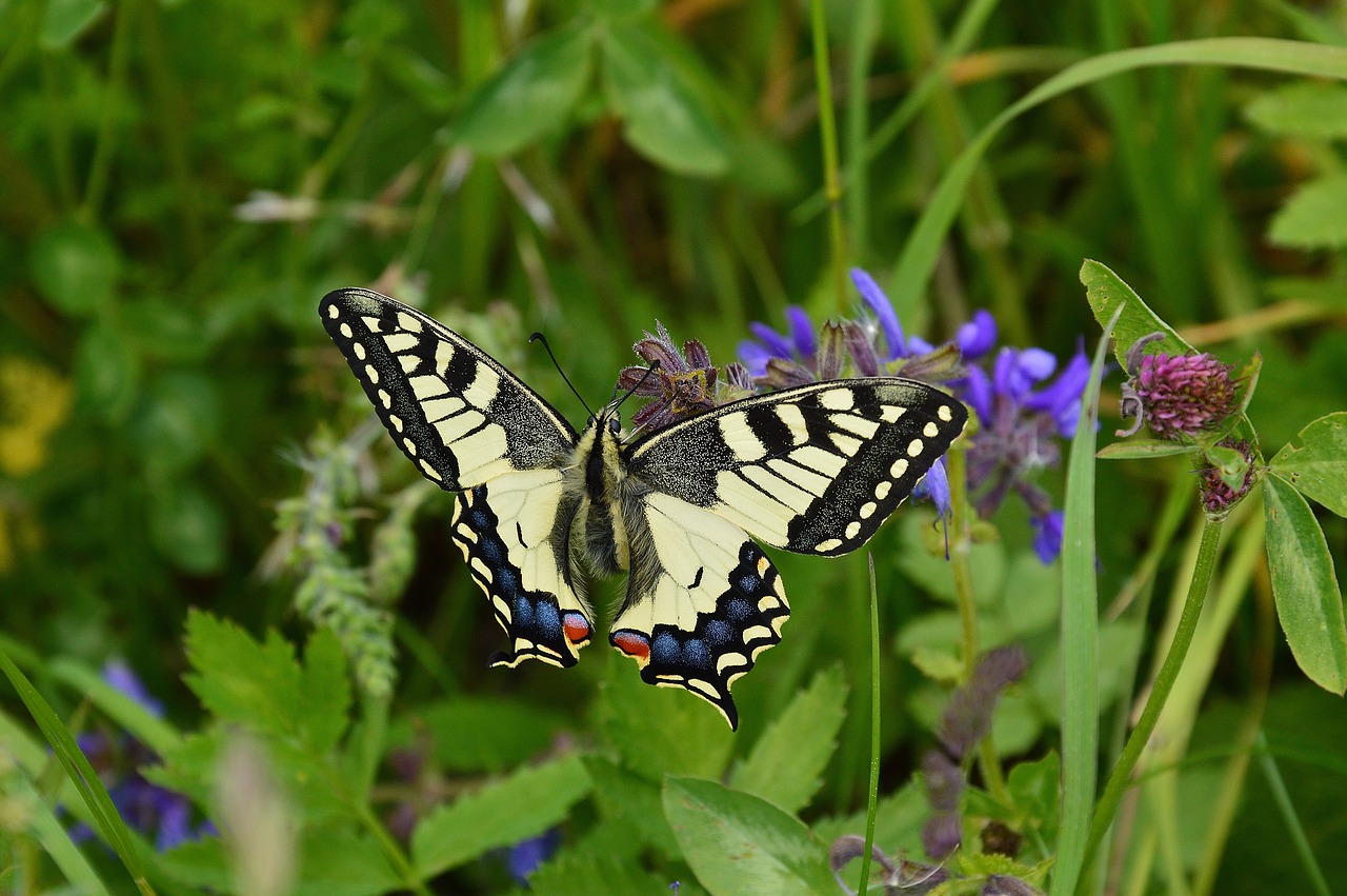 Image - dovetail papilio machaon butterfly