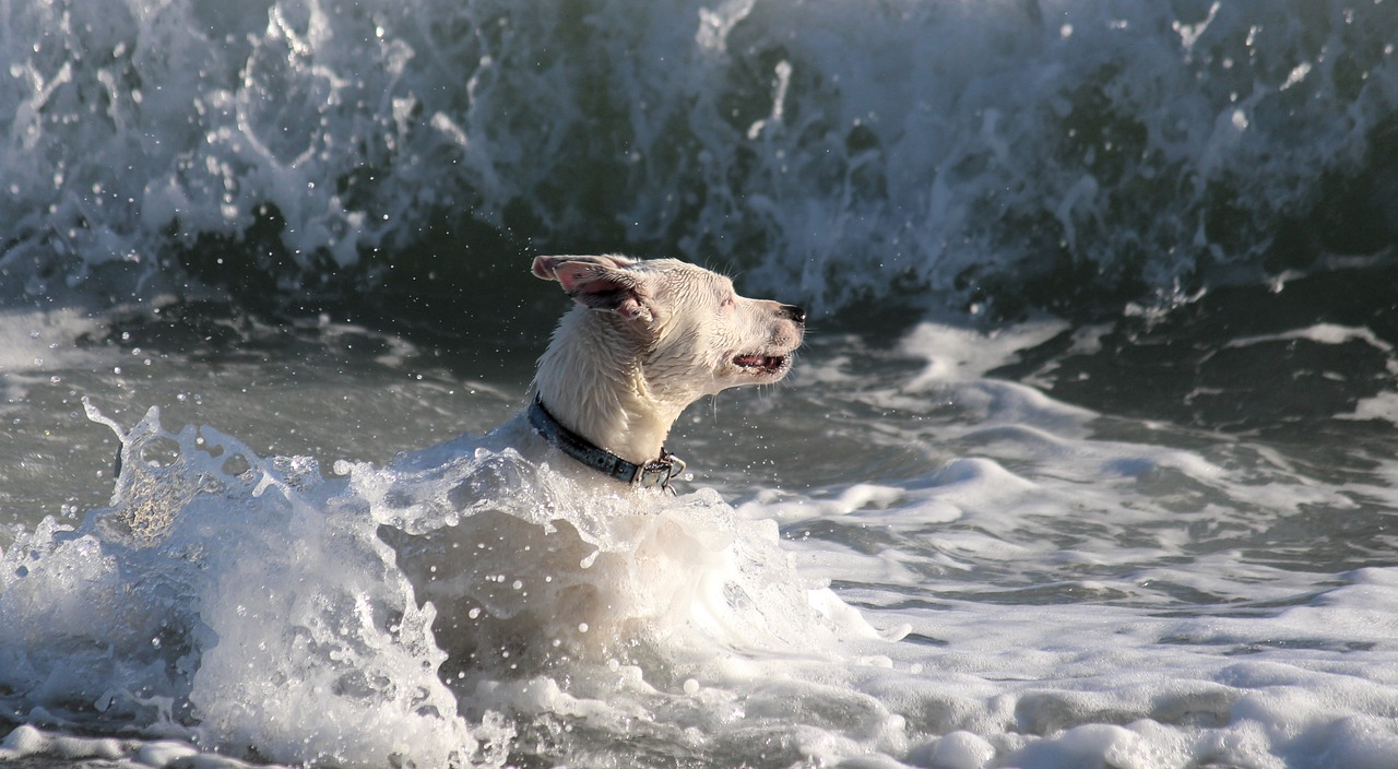 Image - dog water sea wave beach fun