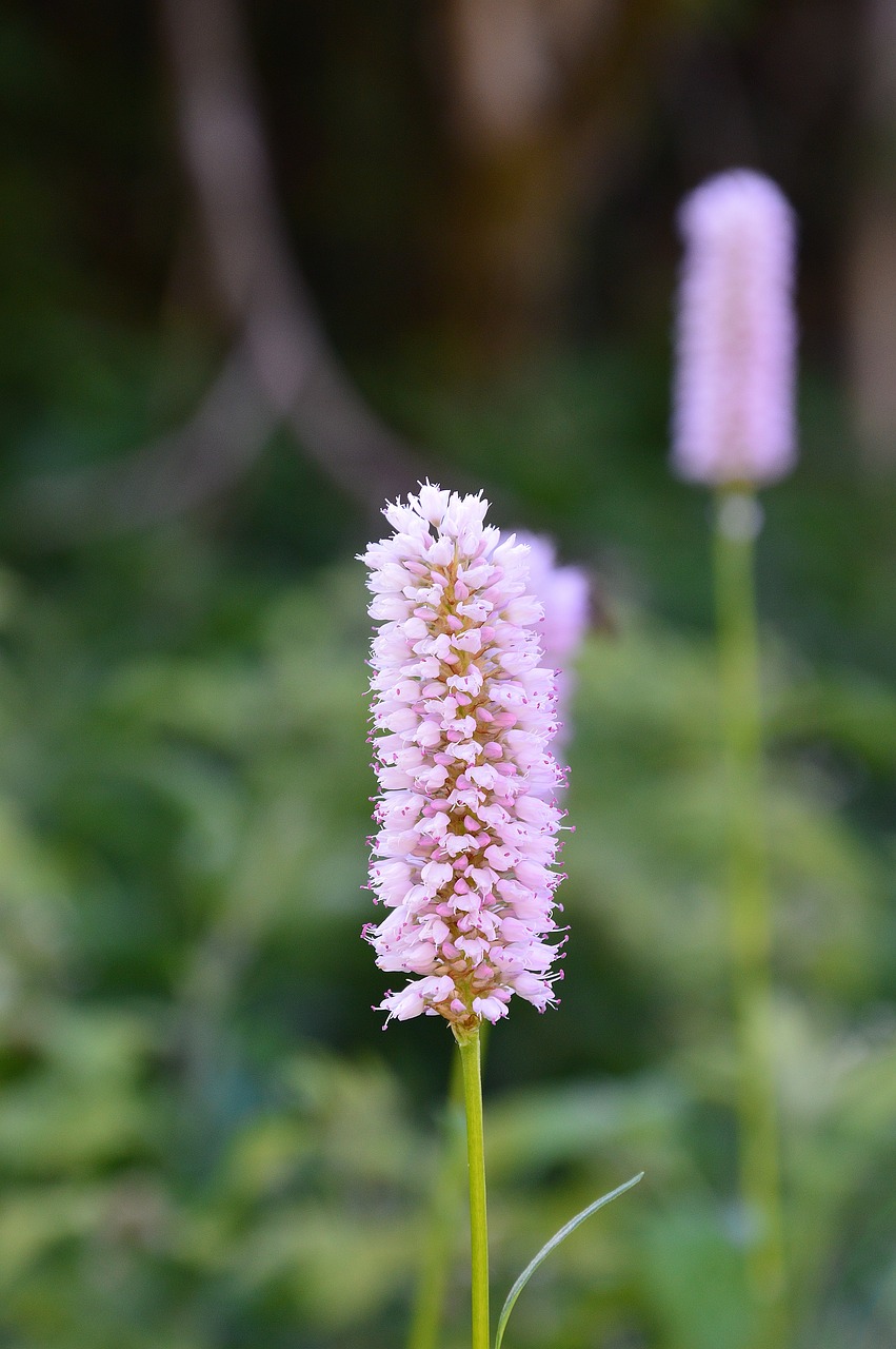 Image - knotweed wild flowers tyrol sautens