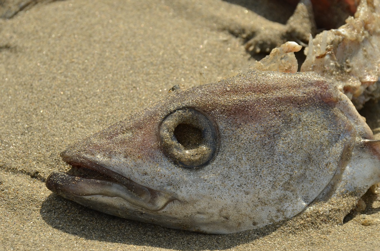 Image - fish death perish head fish head