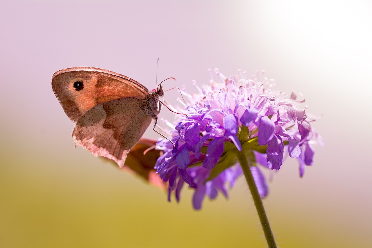 Image - butterfly meadow brown deaf skabiose