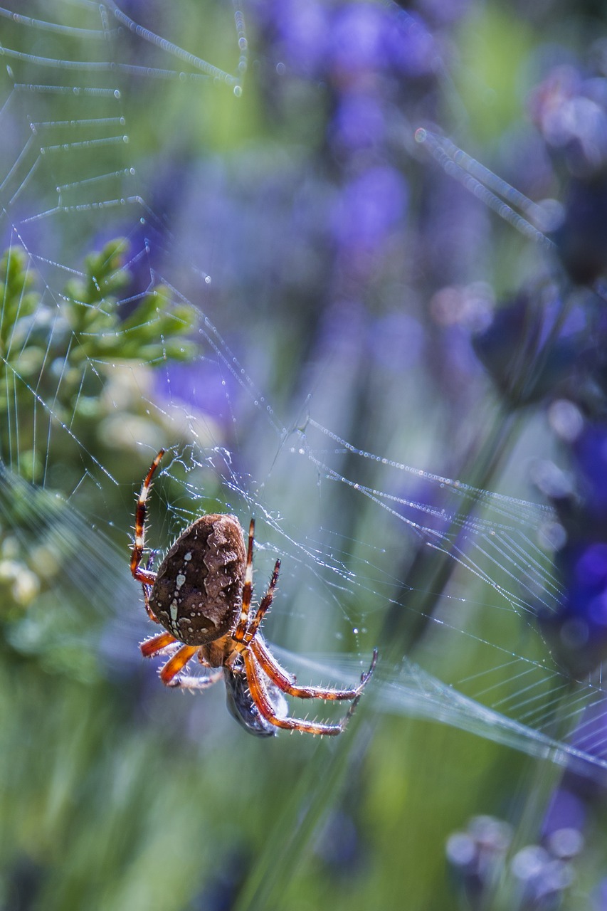 Image - spider network close insect eats