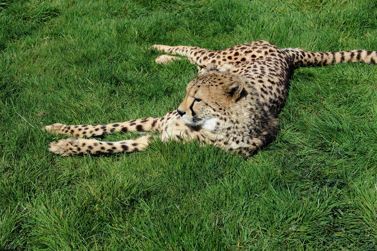 Image - cheetah cat animal nature wildlife