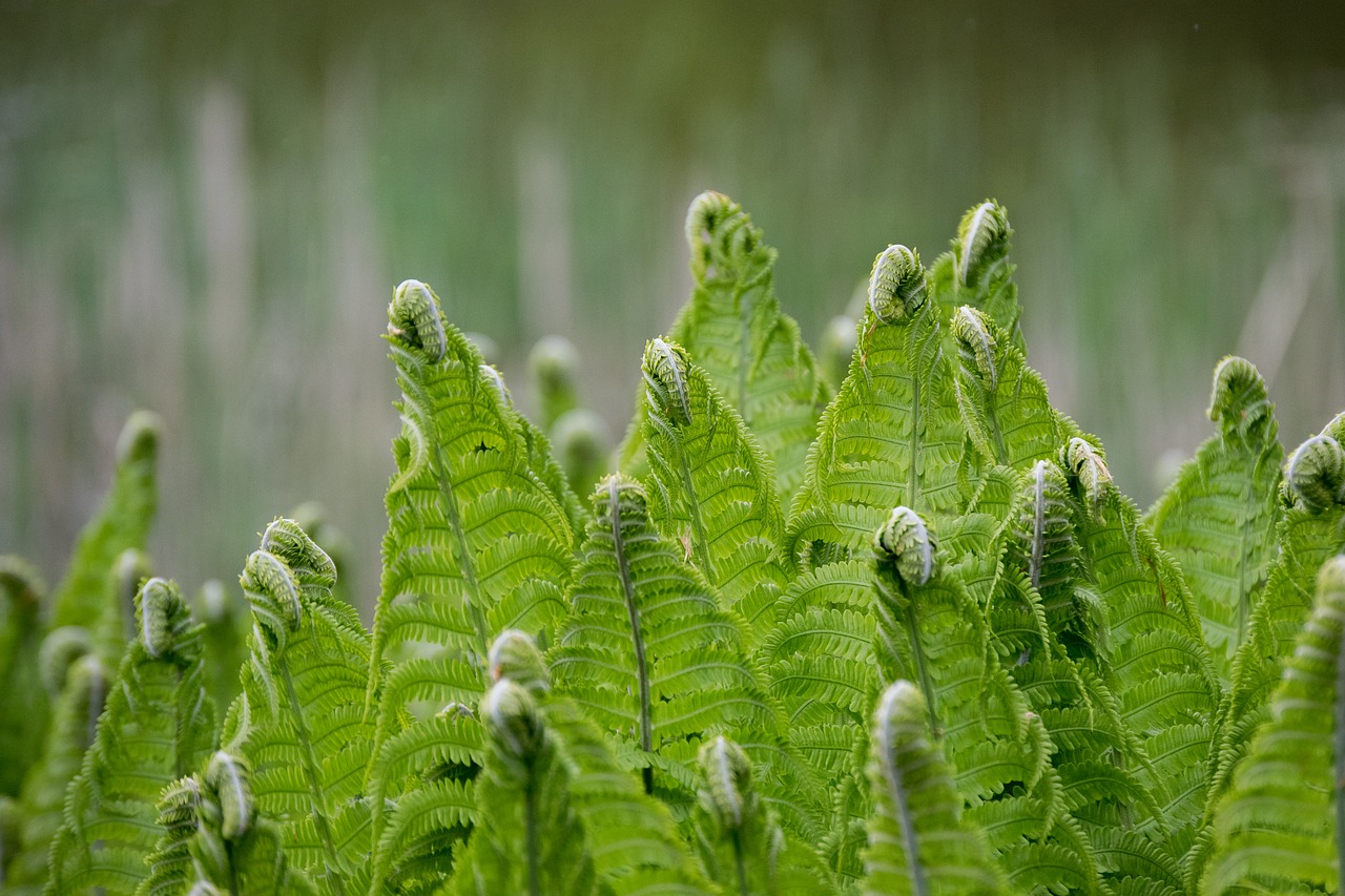 Image - ferns green fern bent rolled