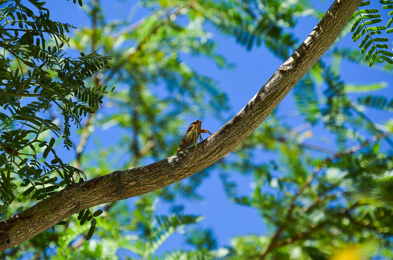 Image - cicada insect dry tree summer