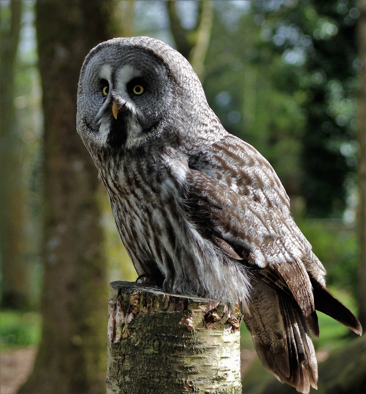 Image - grey owl large owl owl bird animal