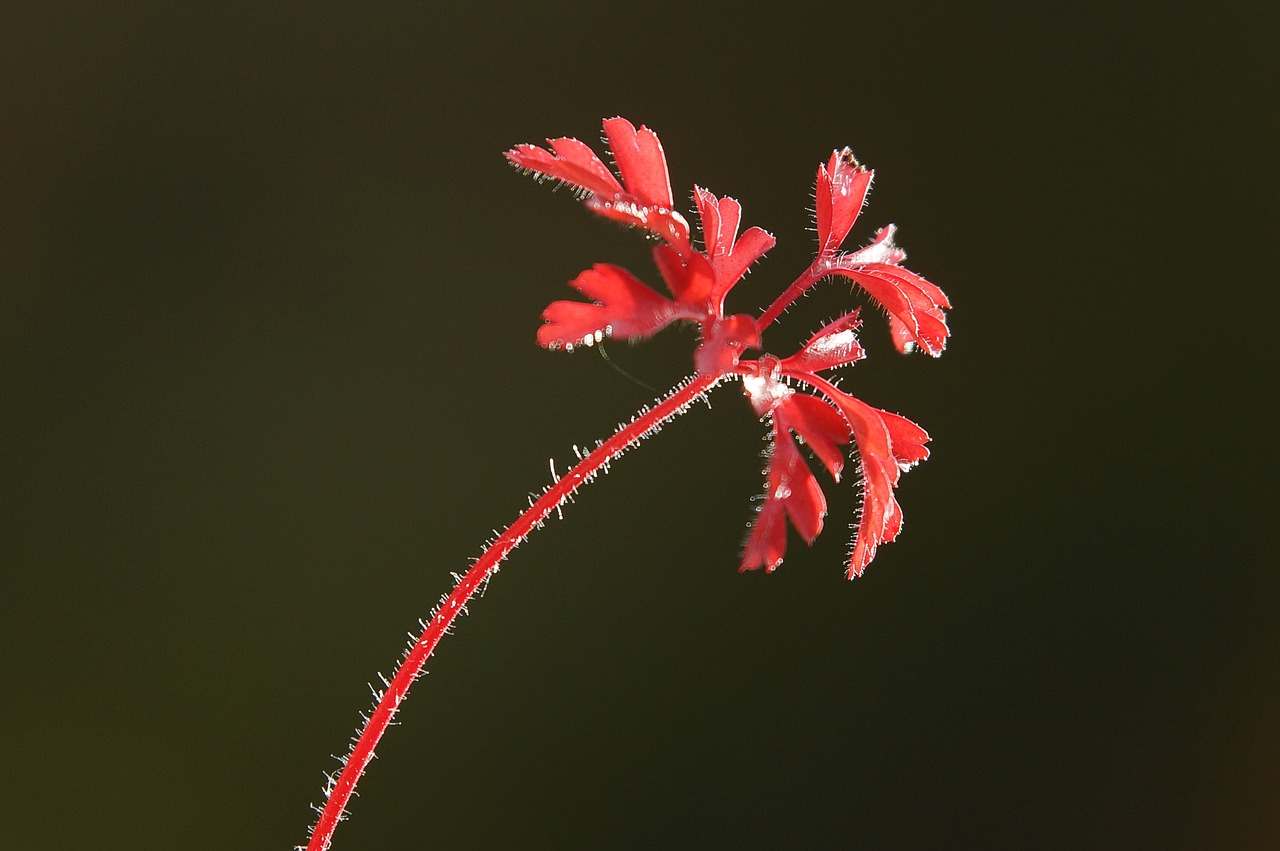 Image - leaf rossa grass leaves autumn