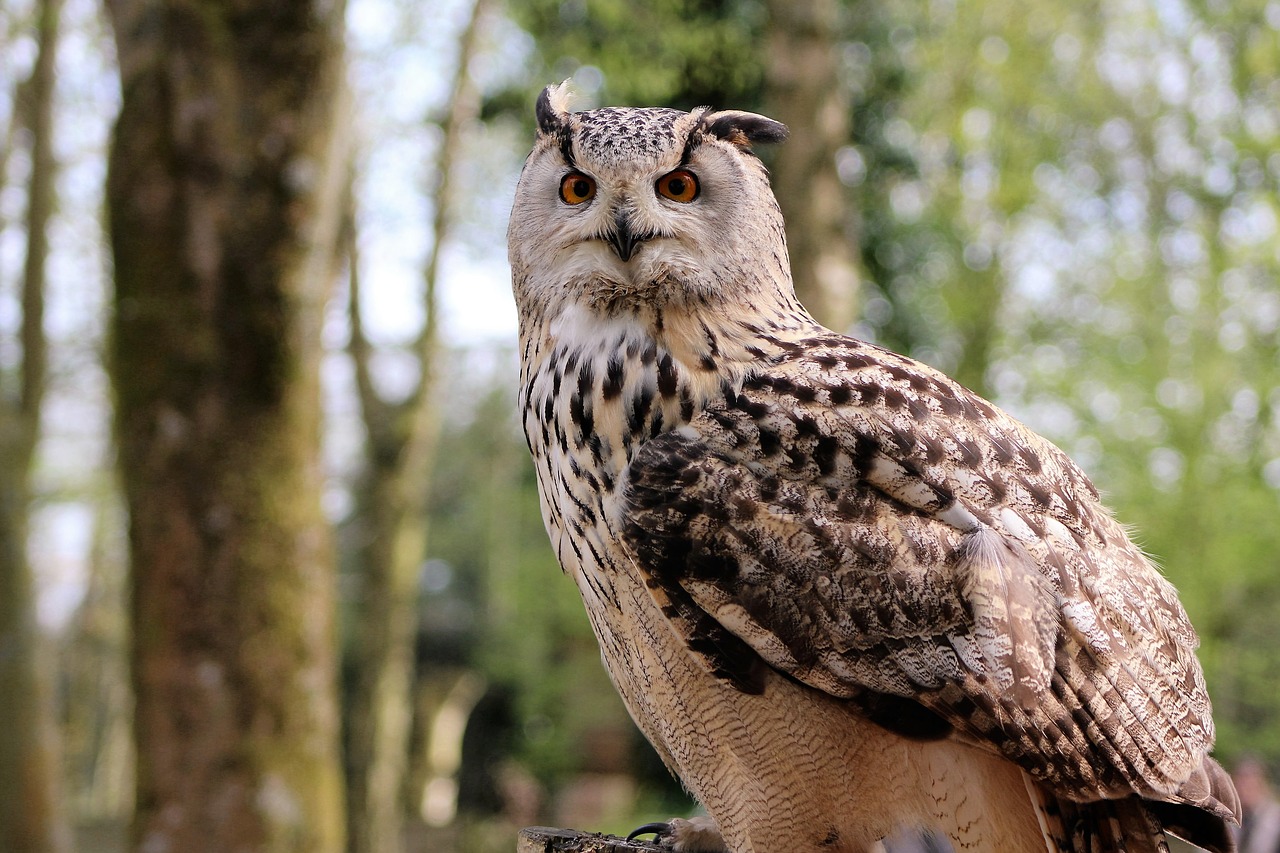 Image - long eared owl owl bird nature