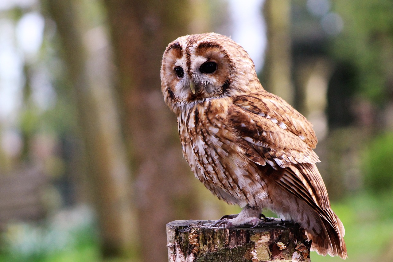 Image - boobook owl little owl staring owl