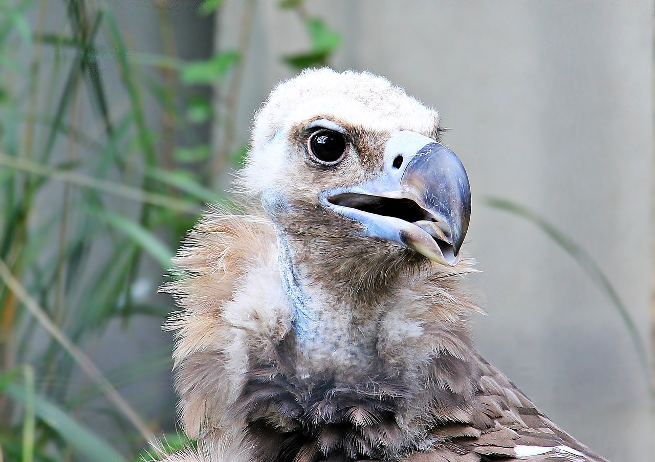 Image - vulture raptor bird bird of prey